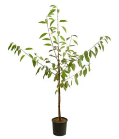 Kirschen-Duo 'Regina/Napoleon' -Gardena Store 7738792 WE FS 001 PrunusKirscheDuoReginaNapoleon