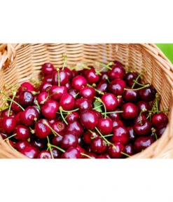 Kirschen-Duo 'Regina/Napoleon' -Gardena Store 7738792 WE MO 001 KirschenDuoReginaNapoleon Pixabay