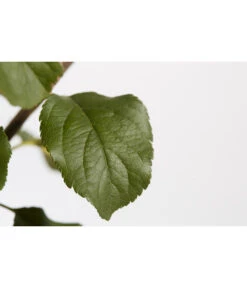 Herbstapfel 'Rubinola' 9 Herbstapfel 'Rubinola' -Gardena Store 7747165 PR DE 001 ApfelRubinolaMalusBusch95LiterDehnerExpressZS