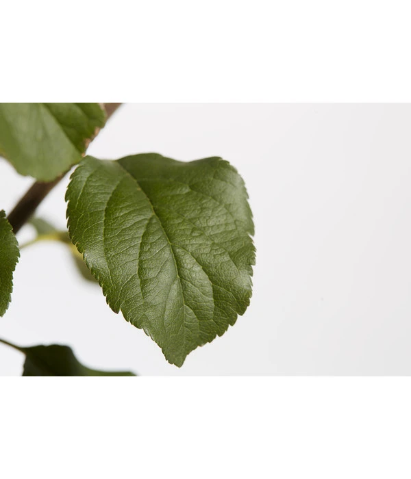 Herbstapfel 'Rubinola' 5 Herbstapfel 'Rubinola' – Bild 3