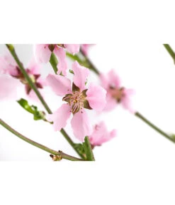 Säulennektarine 'Fantasia' -Gardena Store 7752710 WE DE 001 PrunusSauelennektarineFantasia