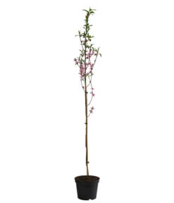Säulennektarine 'Fantasia' -Gardena Store 7752710 WE FS 001 PrunusSauelennektarineFantasia