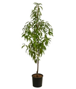 Pfirsich 'Suncrest' 7 Pfirsich 'Suncrest' -Gardena Store 7760754 WE FS 001 PrunusPfirsichSuncrestDehnerExpressHerzig