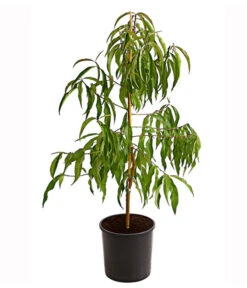 Dehner Tellerpfirsich -Gardena Store 7763378 PR FS 001 TellerpfirsichBusch95LiterDehnerExpressHerzig