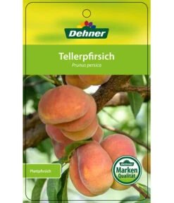 Dehner Tellerpfirsich -Gardena Store 7763378 Tellerpfirsich Etikett 1