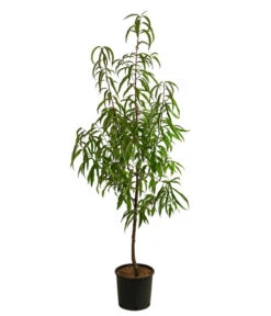 Tellernektarine -Gardena Store 7763386 WE FS 001 PrunusTellernektarineDehnerExpressHerzig