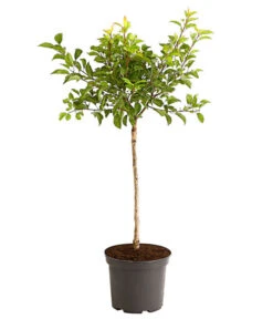 Rotfleischige Aprikose 'Violet' -Gardena Store 7773070 PR FS 002 AprikoseVioletRotfleischig5LiterDehnerExpressHerzig