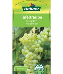 Tafeltraube 'Stefanie' -Gardena Store 7773278 TafeltraubeStefanie Etikett 1