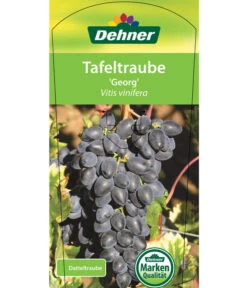 Tafeltraube 'Georg' 10 Tafeltraube 'Georg' -Gardena Store 7773575 TafeltraubeGeorg Etikett 1