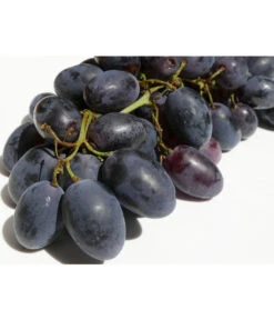 Tafeltraube 'Georg' 9 Tafeltraube 'Georg' -Gardena Store 7773575 WE DE 001 VitisWeinGeorgPixabay