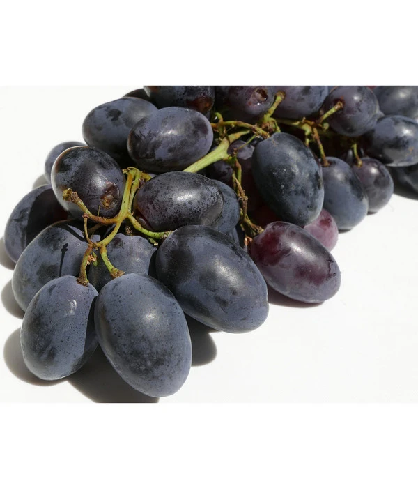Tafeltraube 'Georg' 5 Tafeltraube 'Georg' – Bild 3