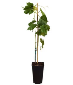Tafeltraube 'Georg' 8 Tafeltraube 'Georg' -Gardena Store 7773575 WE FS 001 VitisViniferaWeinGeorg3Liter