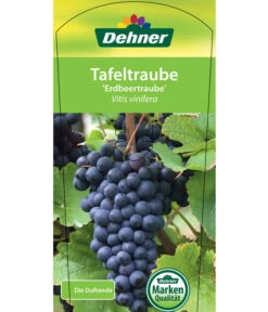 Tafeltraube 'Erdbeertraube' -Gardena Store 7773708 TafeltraubeErdbeertraube Etkett 1