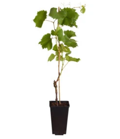 Tafeltraube 'Erdbeertraube' -Gardena Store 7773708 WE FS 001 VitisViniferaWeinErdbeertraube3LiterDehnerExpressZS