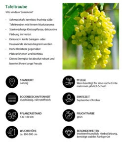 Tafeltraube 'Lakemont' 7 Tafeltraube 'Lakemont' -Gardena Store 7778772 WE IG 001 TafeltraubeVitisviniferaLakemont