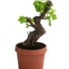 Weinrebe, Bonsai -Gardena Store 7778806 WE FS 001 VitisWeinrebenstammBonsaiT18