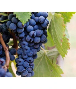 Dehner Gourmet Garten Tafeltraube 'Muscat Blue' -Gardena Store 7779101 PR DE 002 VitisWeintraubenMuscatBleuPixabay