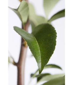 Birnen-Duo 'Williams Christ/Conference' -Gardena Store 7780646 PR DE 001 BirneGuteLuiseWilliamChristDuo95LiterDehnerExpressZS