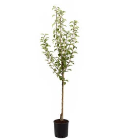 Birnen-Duo 'Williams Christ/Conference' -Gardena Store 7780646 PR FS 001 BirneGuteLuiseWilliamChristDuo95LiterDehnerExpressZS