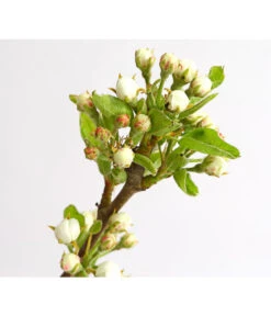 Birnen-Duo 'Williams Christ/Conference' -Gardena Store 7780646 WE DE 001 BirneBirnenDuoWCGLDehnerExpressHerzig