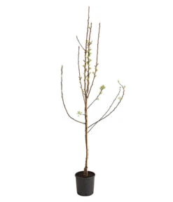 Birnen-Duo 'Williams Christ/Conference' -Gardena Store 7780646 WE FS 001 BirneBirnenDuoWCGLDehnerExpressHerzig