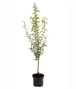 Birnen-Duo 'Williams Christ/Vereinsdechant' -Gardena Store 7780778 PR FS 001 BirnenDuoWilliamsChristVereinsdechant95LiterDehnerExpressHerzig