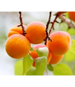 Zwergaprikose 'Orange Beauty' -Gardena Store 7791619 WE DE 003 ZwergaprikoseOrangeBeauty