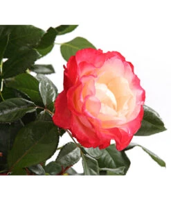 Rosenmix Edel- Und Beetrosen -Gardena Store 7801103 PR DE 001 RosenInSortenHuckfeldt10LiterEdelroseNostalgieDehnerExpressHerzig