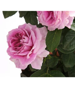 Rosenmix Edel- Und Beetrosen -Gardena Store 7801103 PR DE 001 RosenInSortenHuckfeldt10LiterEdelrosePerfumeFlowercircusDehnerExpressHerzig