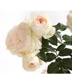 Rosenmix Edel- Und Beetrosen -Gardena Store 7801103 PR DE 001 RosenInSortenHuckfeldt10LiterEdelroseStephanieBaroninZuGuttenbergDehnerExpressHerzig