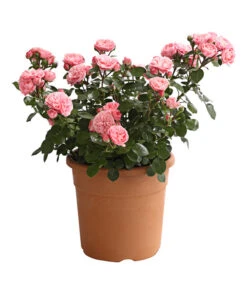 Rosenmix Edel- Und Beetrosen -Gardena Store 7801103 PR FS 001 RosenInSortenHuckfeldt10LiterEdelroseBailandoDehnerExpressHerzig
