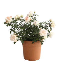 Rosenmix Edel- Und Beetrosen -Gardena Store 7801103 PR FS 001 RosenInSortenHuckfeldt10LiterEdelroseStephanieBaroninZuGuttenbergDehnerExpressHerzig