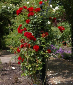 Kletterrose 'Santana®' -Gardena Store 7803216 WE MO 003 KletterroseSantanaTantauRot