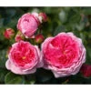 Nostalgie®-Edelrose 'Modern Art®' 2 Nostalgie®-Edelrose 'Modern Art®' -Gardena Store 7803851 PR DE 001 ModernArtTantau