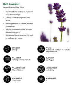 Duft-Lavendel 'Felice', 4er-Set 10 Duft-Lavendel 'Felice', 4er-Set -Gardena Store 7805773 WE IG 001 DuftLavendel 1