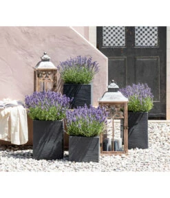 Dehners Bienen-Lavendel, 4er-Set -Gardena Store 7805773 WE MO 001 Lavendel