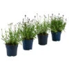 Lavendel-Set Lavendel-Vielfalt, 4-teilig -Gardena Store 7805781 WE FS 001 LavendelpaketMixLavandula4PflanzenT12