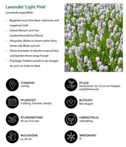 Lavendel-Set Lavendel-Vielfalt, 4-teilig 14 Lavendel-Set Lavendel-Vielfalt, 4-teilig -Gardena Store 7805781 WE IG 001 LavendelLightPinkAngustifoliaLightPinkLuckner