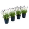 Dehners Bienen-Lavendel, 4er-Set -Gardena Store 7805799 WE FS 001 LavendelpaketBieneBienenlavendelLavandula4PflanzenT12