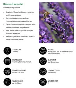 Lavendel-Set Lavendel-Vielfalt, 4-teilig 12 Lavendel-Set Lavendel-Vielfalt, 4-teilig -Gardena Store 7805799 WE IG 001 BienenLavendel
