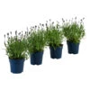 Schmetterlings-Lavendel 'Royal Blue', 4er-Set -Gardena Store 7805807 WE FS 001 LavendelpaketLavandulaSchmetterlingslavendel4PflanzenT12