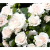 Bodendeckerrose 'Aspirin®', 3er-Set 2 Bodendeckerrose 'Aspirin®', 3er-Set -Gardena Store 7810476 PR DE 001 BodendeckerroseAspirinRet