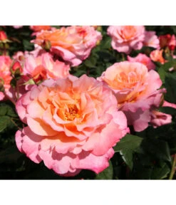 Rosen-Set Duftrosentraum, 3-teilig -Gardena Store 7814536 BildD 001 EdelroseAugustaLuiseAugusta