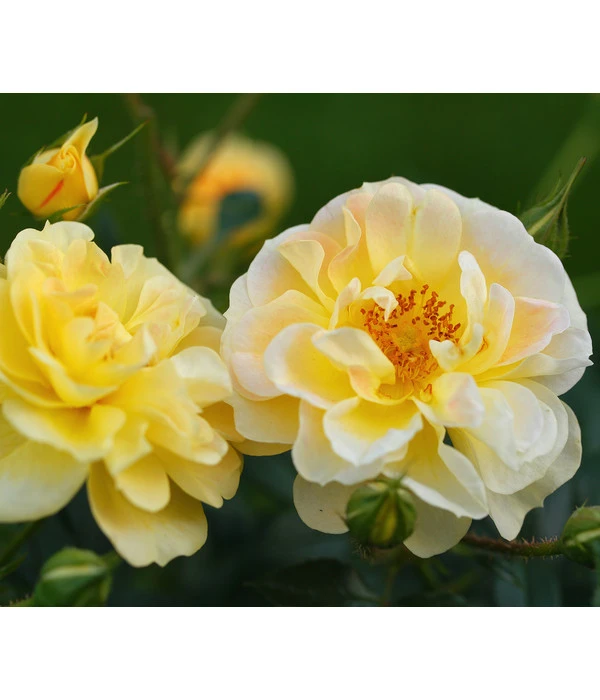 Rosen-Set Insektenfreundlich, 3-teilig 8 Rosen-Set Insektenfreundlich, 3-teilig – Bild 6