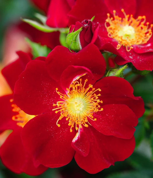 Rosen-Set Insektenfreundlich, 3-teilig 10 Rosen-Set Insektenfreundlich, 3-teilig – Bild 8