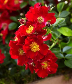 Rosen-Set Insektenfreundlich, 3-teilig 19 Rosen-Set Insektenfreundlich, 3-teilig -Gardena Store 7827108 WE DE 002 RosaRosenpaketBienenweideRotWubaRosenTantau