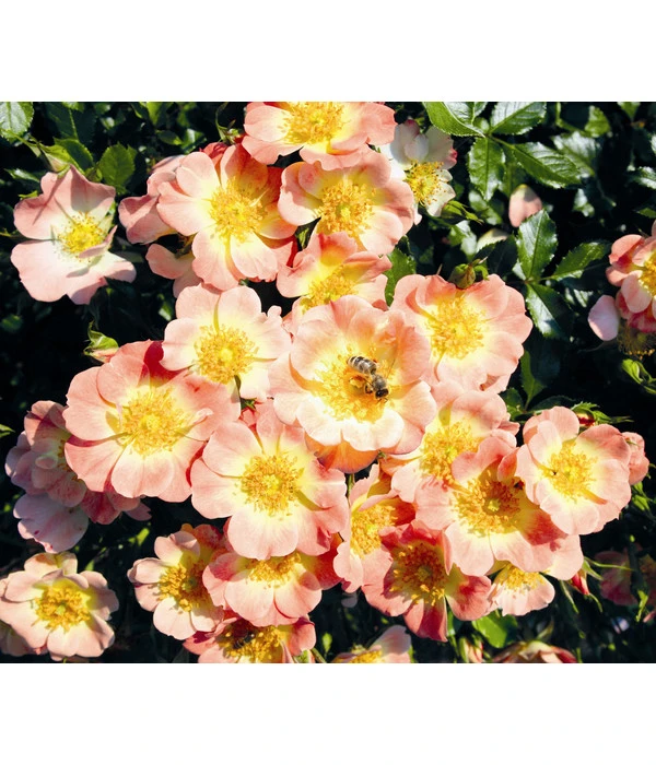 Rosen-Set Insektenfreundlich, 3-teilig 9 Rosen-Set Insektenfreundlich, 3-teilig – Bild 7