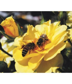 Rosen-Set Insektenfreundlich, 3-teilig 15 Rosen-Set Insektenfreundlich, 3-teilig -Gardena Store 7827108 WE MO 001 RosaRosenpaketBienenweideGelbWubaRosenTantau