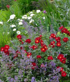 Rosen-Set Insektenfreundlich, 3-teilig 12 Rosen-Set Insektenfreundlich, 3-teilig -Gardena Store 7827108 WE MO 001 RosaRosenpaketBienenweideRotWubaRosenTantau