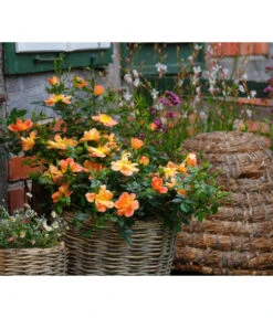 Rosen-Set Insektenfreundlich, 3-teilig 14 Rosen-Set Insektenfreundlich, 3-teilig -Gardena Store 7827108 WE MO 002 RosaRosenpaketBienenweideApricotWubaRosenTantau